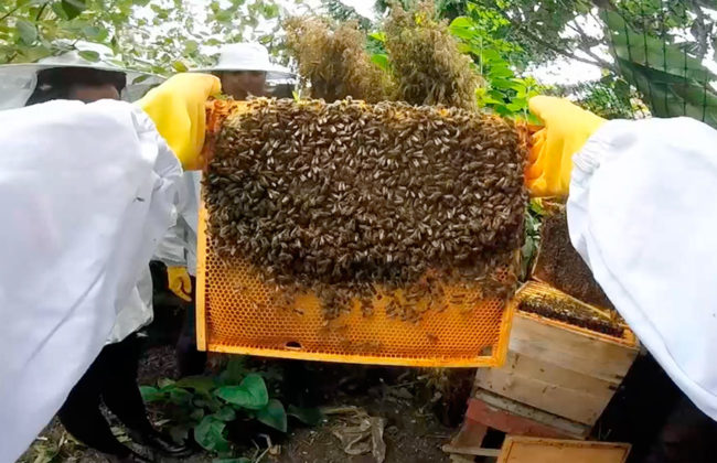 Honey bees being held up on beehive